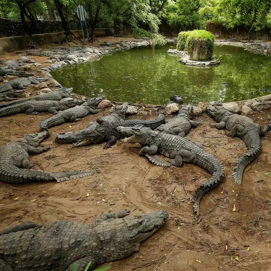 indias-largest-crocodile-park-strapped-for-cash-after-coronavirus-lockdowns